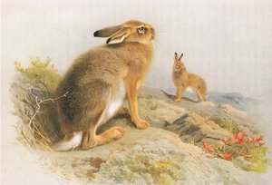 Der Schneehase und der Irische Hase im Herbst, aus Thorburns Säugetiere, veröffentlicht von Longmans and Co, ca. 1920 von Archibald Thorburn