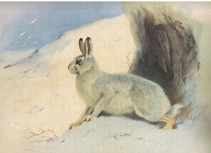 Der Schneehase im Winter, aus Thorburns Säugetiere, veröffentlicht von Longmans and Co, ca. 1920 von Archibald Thorburn