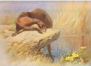 Der Otter, aus Thorburns Säugetiere, veröffentlicht von Longmans and Co, ca. 1920 von Archibald Thorburn