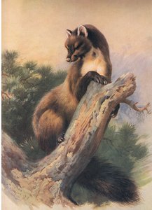 Der Baummarder, aus Thorburns Säugetiere, veröffentlicht von Longmans and Co, ca. 1920 von Archibald Thorburn