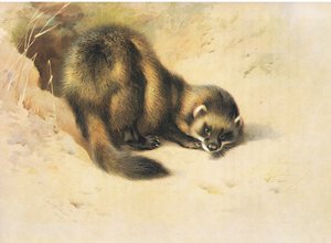 Das Iltis, aus Thorburns Säugetiere, veröffentlicht von Longmans und Co, ca. 1920