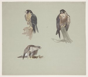 Drei Farbstudien eines männlichen Wanderfalken, ca. 1915 von Archibald Thorburn
