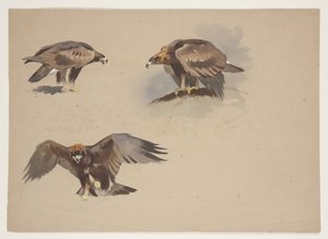 Drei kleine Skizzen eines Steinadlers, ca. 1915 von Archibald Thorburn
