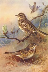 Baumpieper, Wiesenpieper von Archibald Thorburn