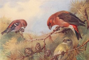 Bindenkreuzschnabel, Kreuzschnabel (männlich und weiblich) von Archibald Thorburn