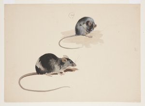 Zwei Studien einer schwarzen Ratte, ca. 1915 von Archibald Thorburn