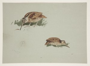 Zwei Vignetten der Waldschnepfe, ca. 1915