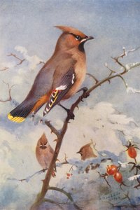 Seidenschwanz von Archibald Thorburn