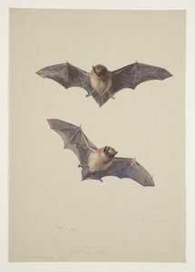 Bartfledermaus, ca. 1915