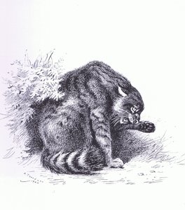 Wildkatze, veröffentlicht von Book Club Associates