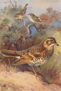 Gelbbrauen-Laubsänger, Pallas-Laubsänger, Weißdrossel von Archibald Thorburn
