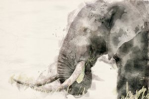 Friedlicher Elefant Aquarell