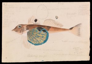 Schmetterlings-Gurnard, Lepidotrigla vanessa