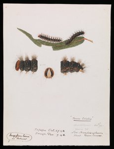Raupe, Epicoma contristis, Teara tristis von Arthur Bartholomew