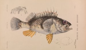 Ozeanbarsch, Helicolenus percoides