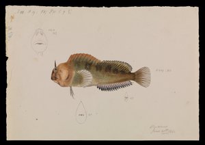 Tasmanischer Schleimfisch, Parablennius tasmanianus von Arthur Bartholomew