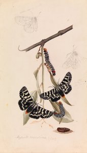 Weinmotte, Comocrus behri von Arthur Bartholomew