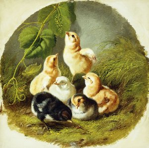 Küken, 1863