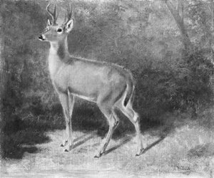 Hirschskizze aus der Natur