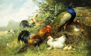 Geflügel und Pfauen, 1899