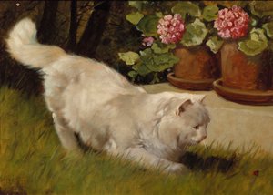Eine weiße Perserkatze mit einem Marienkäfer
