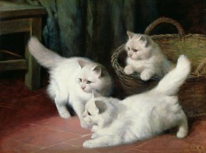 Drei weiße Angorakätzchen von Arthur Heyer