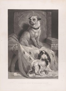 Hund auf einem Hermelinmantel auf einem Thron
