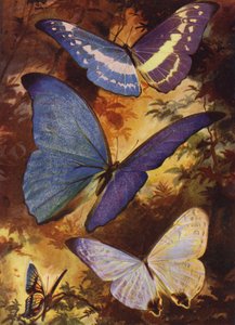 Schöne Schmetterlinge: Brillante Morphos usw. aus Südamerika