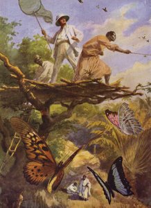 Schöne Schmetterlinge: Fang von Urania Rhipheus in Madagaskar von Arthur Twidle