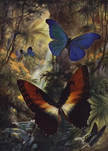 Schöne Schmetterlinge: Die zwei schönsten Morphos von Arthur Twidle