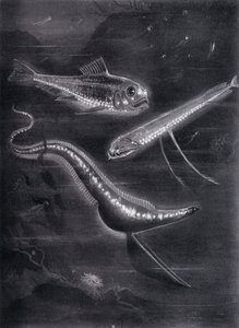 Selbstleuchtende Fische von Arthur Twidle