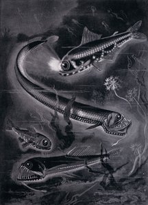Selbstleuchtende Fische von Arthur Twidle