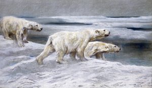 Eisbären, ca. 1900
