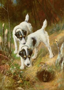 Terrier beim Kaninchenjagen von Arthur Wardle
