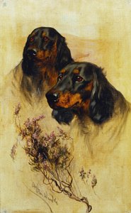 Zwei Gordon Setter