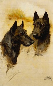 Zwei schottische Terrier