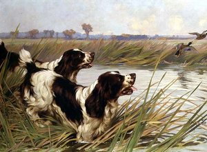Zwei Springer, die Stockenten jagen von Arthur Wardle