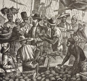 Geschichte Englands (19. Jahrhundert). Kolonisierung (1880). Bahama verkauft Ananas. Englische Kolonie auf New Providence Island. Ananas waren eines der Exportprodukte aus dem Hafen von Nassau, dem wichtigsten. Gravur. Private Sammlung von Artist Unknown