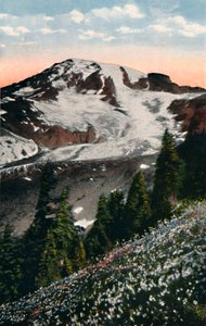 Lawinenlilien, die auf dem Mount Rainier wachsen, ca. 1916