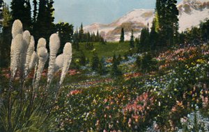 Indisches Korbgras wächst im Mount Rainier Nationalpark, ca. 1916