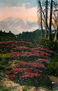 Lila Heidekraut im Mount Rainier Nationalpark, um 1916