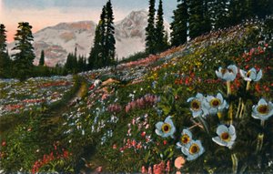 Die Anemone im Mount Rainier Nationalpark, um 1916 von Asahel Curtis