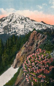 Die Primel auf dem Mount Rainier, ca. 1916