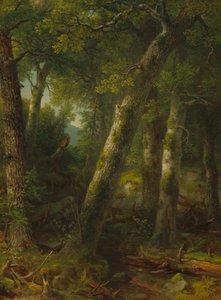 Wald im Morgenlicht