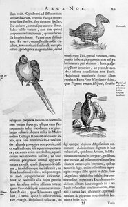 Vögel, 1675