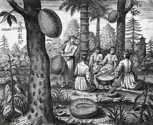 Chinesische Früchte (Arbor polomie, chinesische Papaya), Gravur aus China Denkmäler von Athanasius Kircher