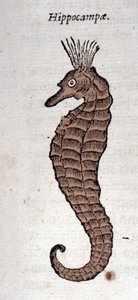 Darstellung eines Seepferdchens. Gravur aus einem Werk von Athanasius Kircher (1601 - 1680), Jesuit, Orientalist und Gelehrter.