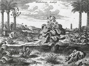 Rhabarberpflanze, Gravur aus China Denkmäler von Athanasius Kircher