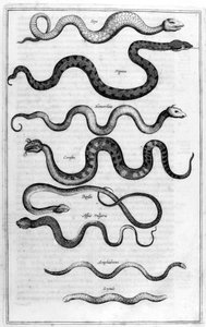 Schlangen, 1675