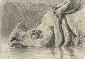Kopf eines Nashorns, halb im Wasser von August Allebe
